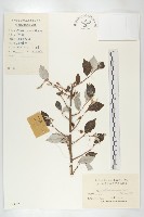 小葉胡頹子藏品圖，第1張