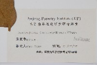 臺灣樹參藏品圖，第2張