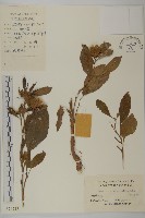 白朮藏品圖，第1張