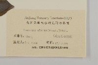 衛矛藏品圖，第3張