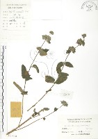 灰葉蕕藏品圖，第1張