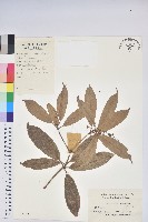 馬醉木藏品圖，第1張