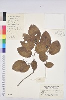 白木烏臼藏品圖，第1張