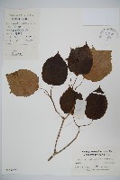 衡山莢迷藏品圖，第1張