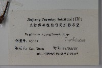 裡白忍冬、紅腺忍冬藏品圖，第2張