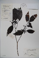 高山莢迷藏品圖，第1張