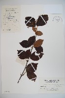 廬山莢迷藏品圖，第1張