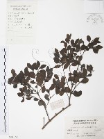 小葉赤楠藏品圖，第1張