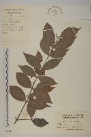 百齒衛矛藏品圖，第1張