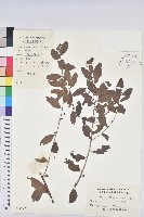 葉底珠、市蔥密花葉底珠藏品圖，第1張