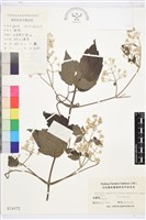 鈍齒鐵線蓮藏品圖，第1張