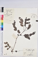 青灰葉下珠藏品圖，第1張