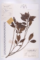 華杜英藏品圖，第1張