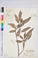 粗糠柴藏品圖，第1張