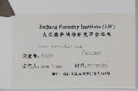 紫槭藏品圖，第2張