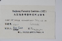 鈍角三峽槭藏品圖，第2張