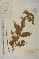 山白蘭藏品圖，第1張