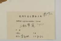 山白蘭藏品圖，第3張