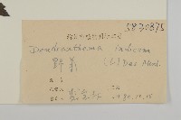 油菊、野菊藏品圖，第3張