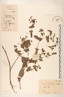 苦實菜藏品圖，第1張
