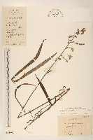 鵝仔草藏品圖，第1張