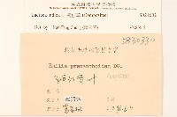 鵝仔草藏品圖，第3張