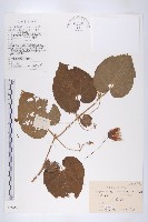 青牛膽藏品圖，第1張