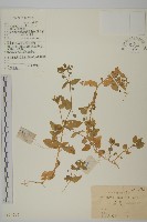 狗筋蔓藏品圖，第1張