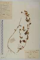 油菊、野菊藏品圖，第1張