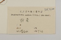 油菊、野菊藏品圖，第3張