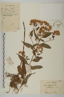 山白蘭藏品圖，第1張