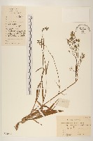 兔子菜藏品圖，第1張