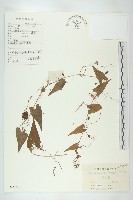 合子草藏品圖，第1張