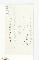 合子草藏品圖，第3張