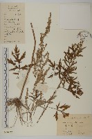 艾蒿藏品圖，第1張