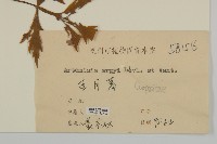 艾蒿藏品圖，第3張