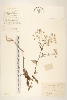 一枝香藏品圖，第1張