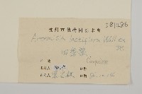 角菜、珍珠菜藏品圖，第3張