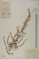 艾蒿藏品圖，第1張