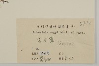 艾蒿藏品圖，第3張