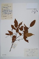 雷公鵝耳櫪藏品圖，第1張