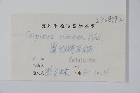 雷公鵝耳櫪藏品圖，第2張