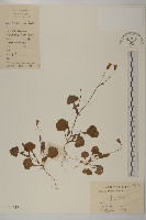 紫背草藏品圖，第1張