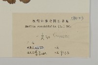 紫背草藏品圖，第3張