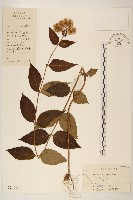 華澤蘭藏品圖，第1張