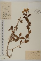 菊花藏品圖，第1張