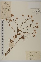 琴葉紫菀藏品圖，第1張