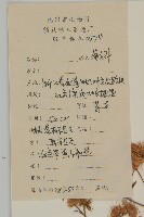 琴葉紫菀藏品圖，第2張