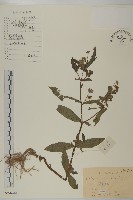 鱧腸藏品圖，第1張