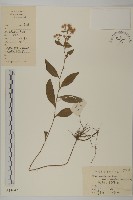 微糙三脈紫菀藏品圖，第1張